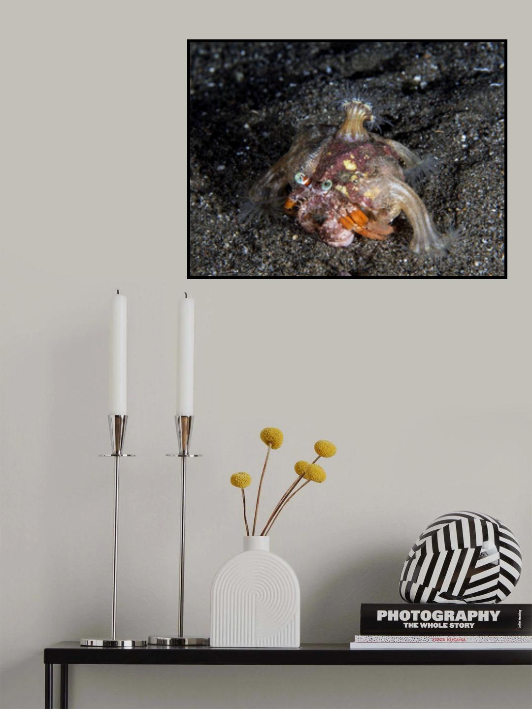 Anemone Hermit Crab (Dardanus pedunculatus) Poster och Canvastavla