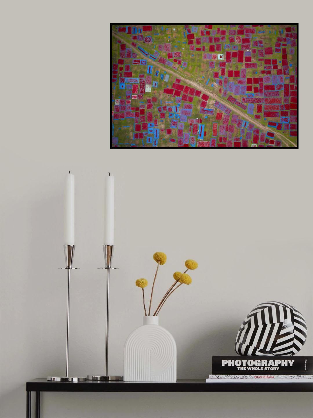 Largest red chilli field Poster och Canvastavla