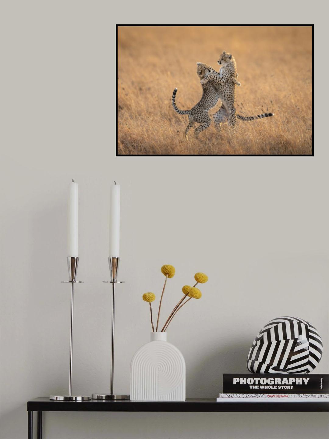 Two cheetahs in the morning Poster och Canvastavla