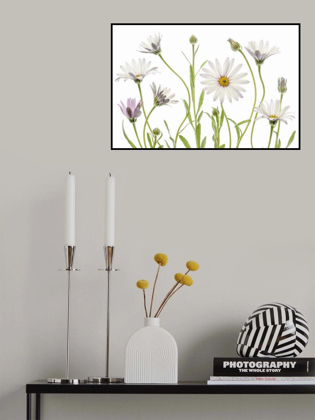 Cape Daisies Poster och Canvastavla