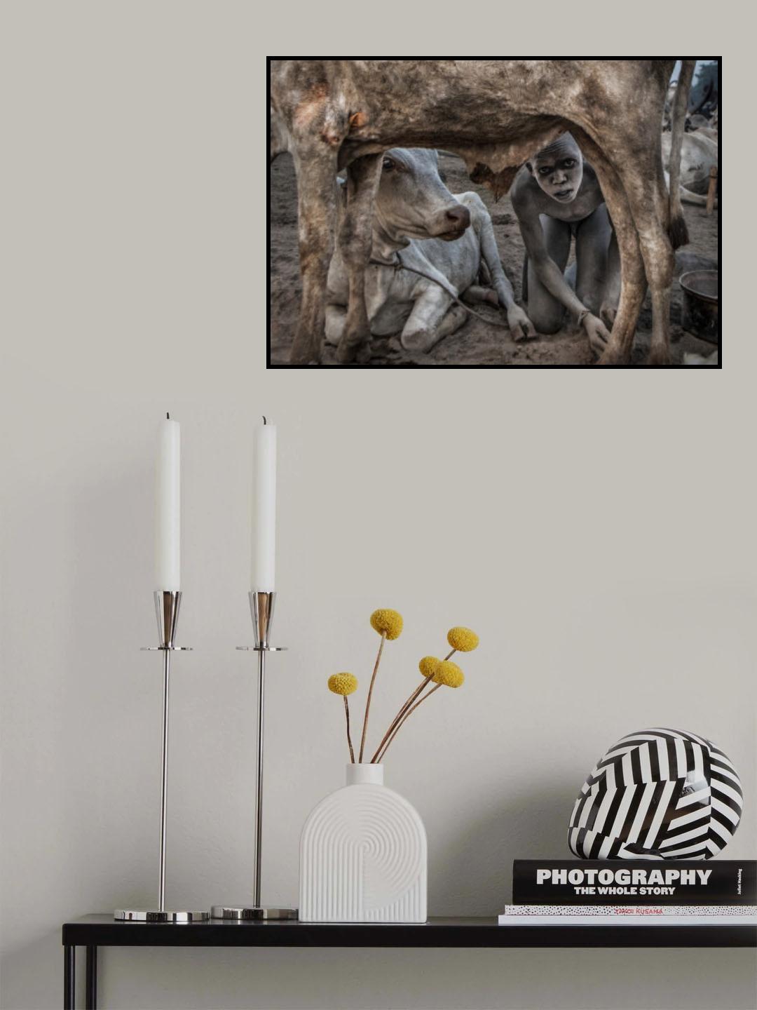 Mundari boy colleting dung - South Sudan Poster och Canvastavla