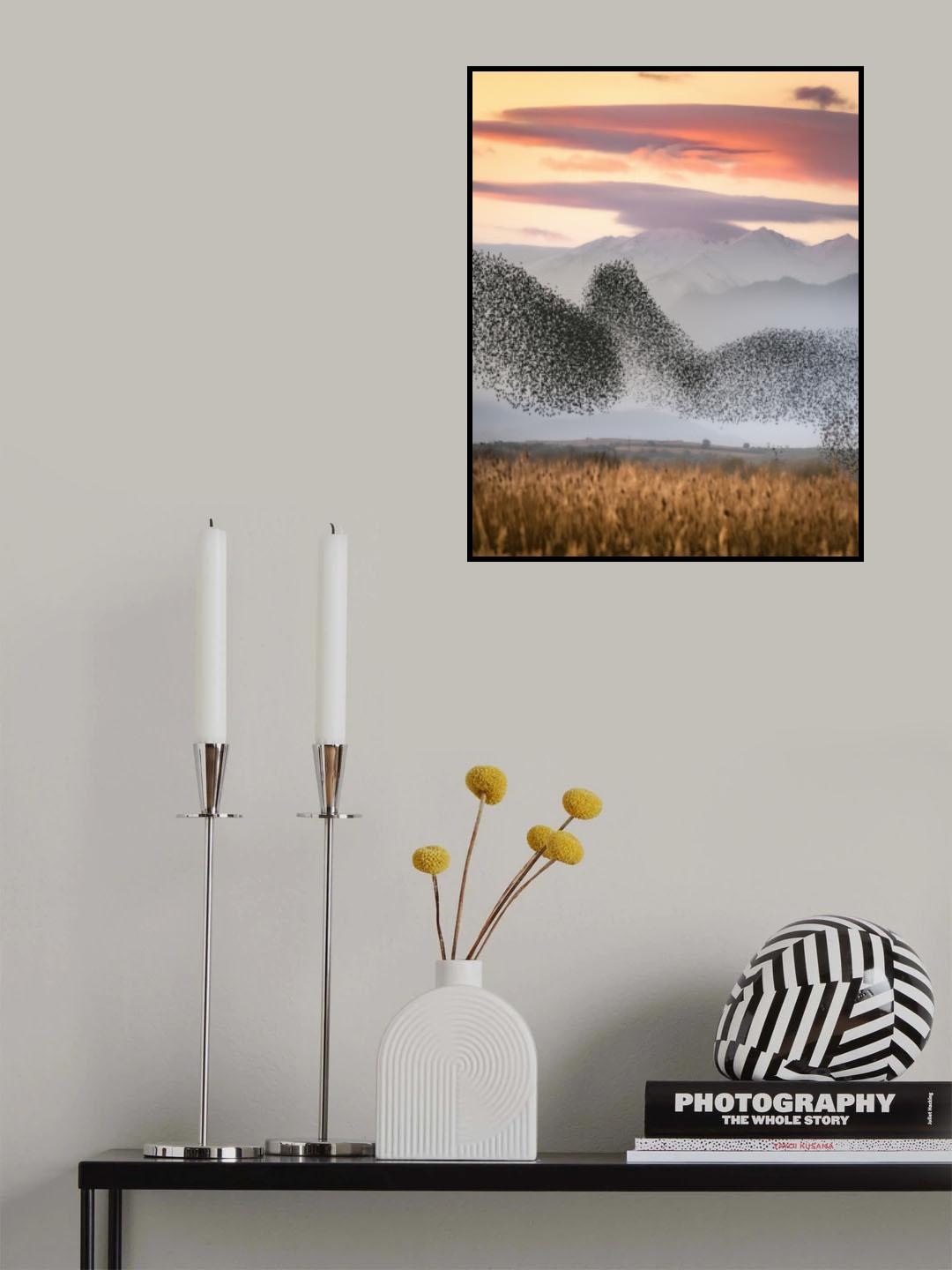 Murmuration Poster och Canvastavla