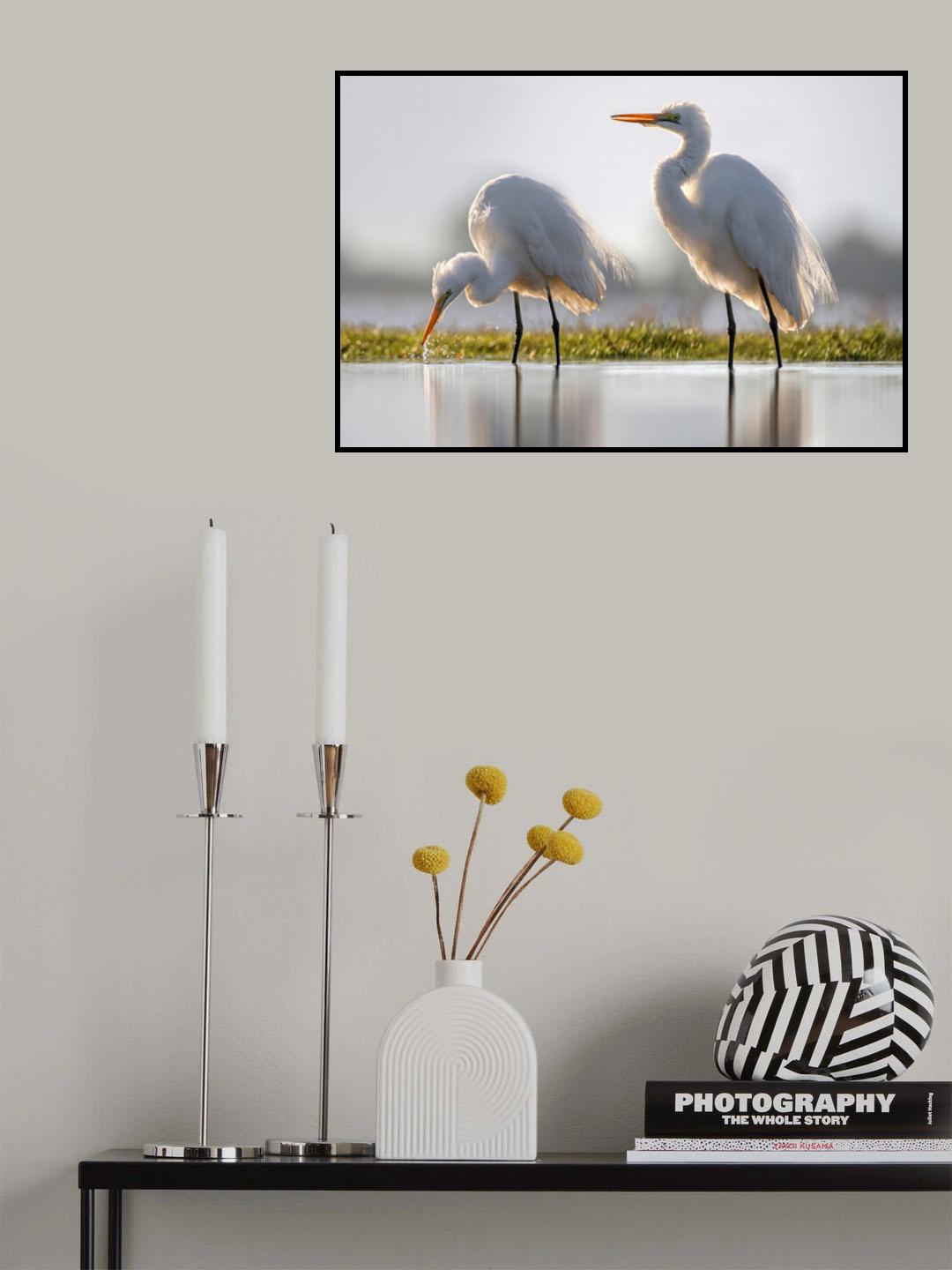 Great egret fishing Poster och Canvastavla