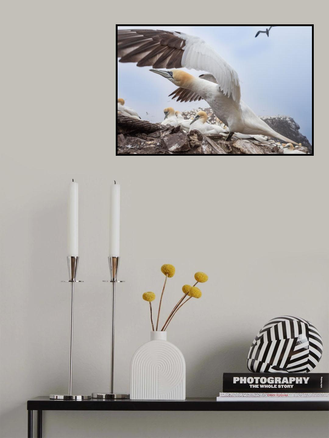 Morus bassanus Poster och Canvastavla