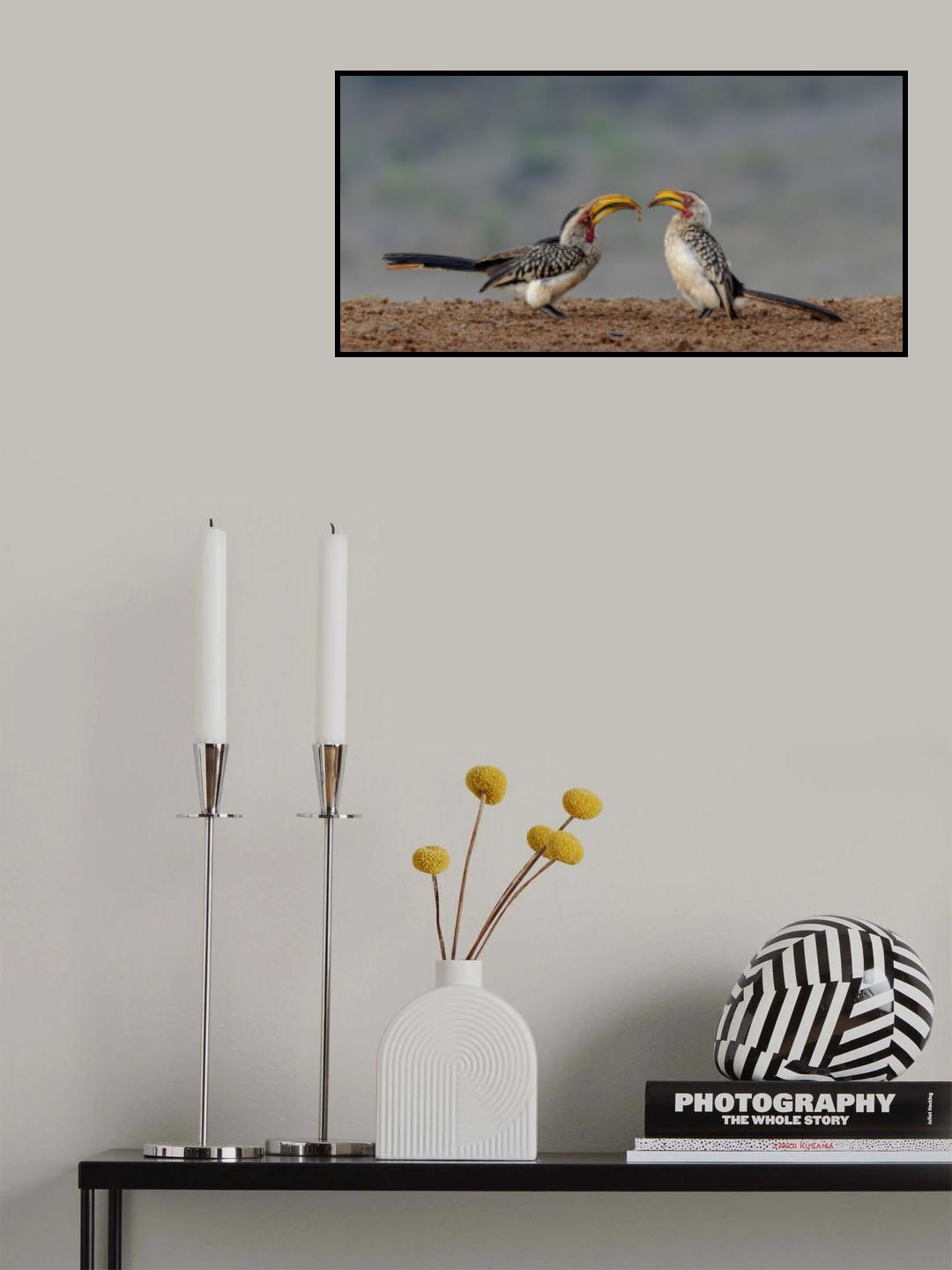 Flirting Hornbill Poster och Canvastavla