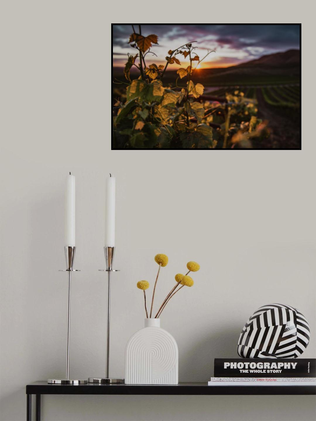Vineyards Poster och Canvastavla
