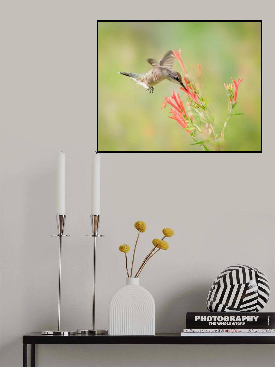 Ruby-throated Hummingbird Poster och Canvastavla