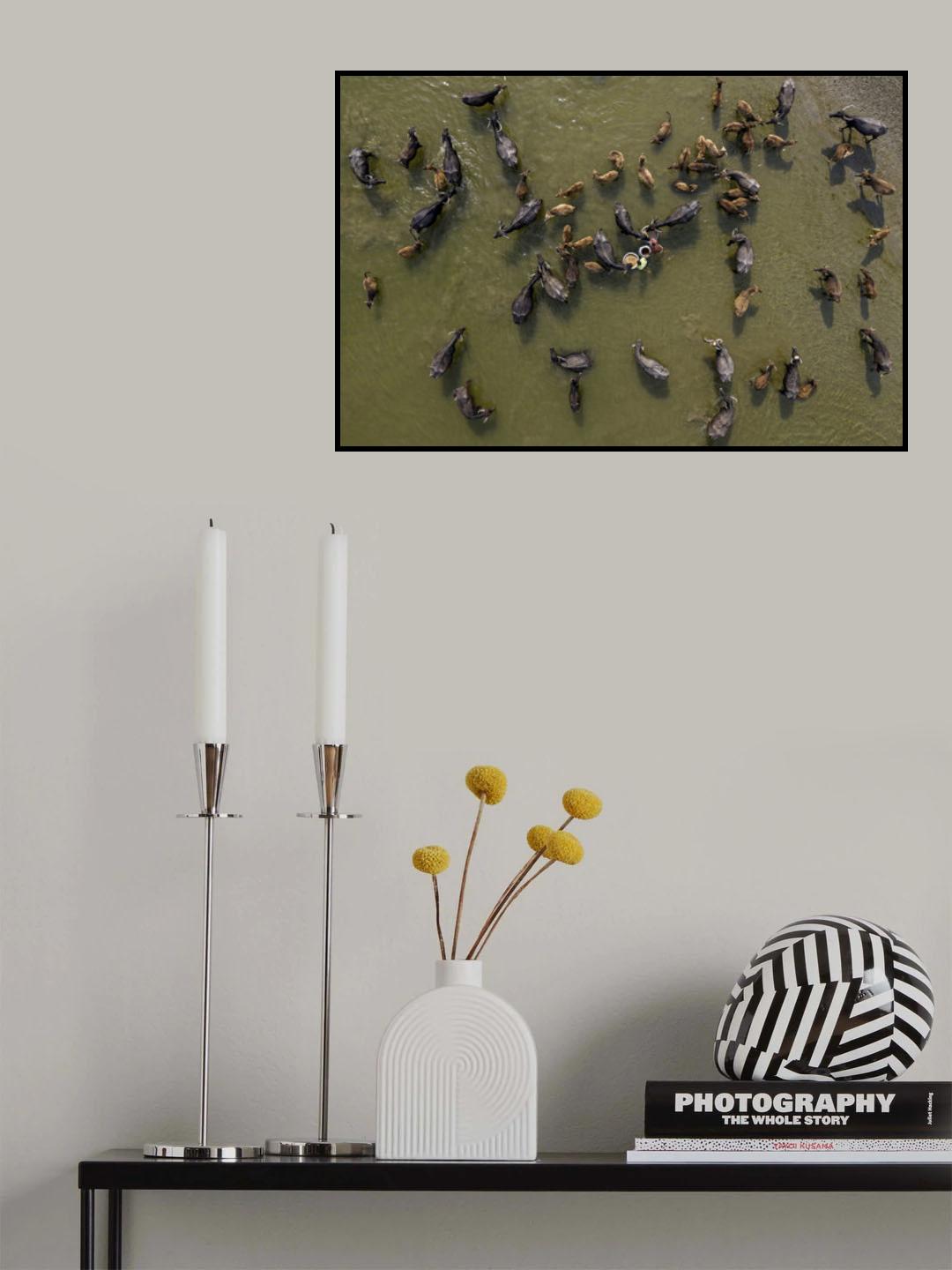 Cattle bath in river Poster och Canvastavla