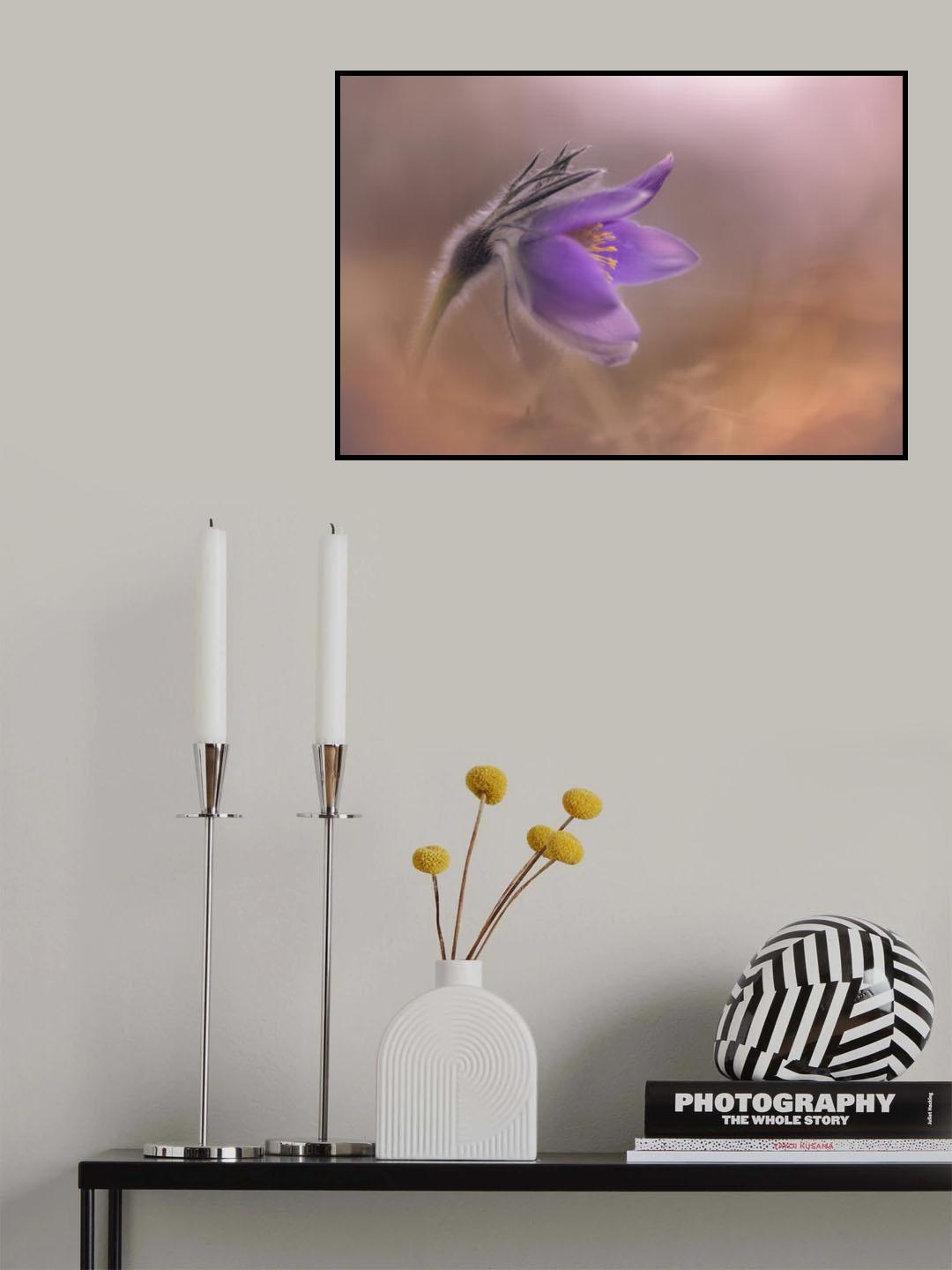 Pulsatilla vulgaris Poster och Canvastavla