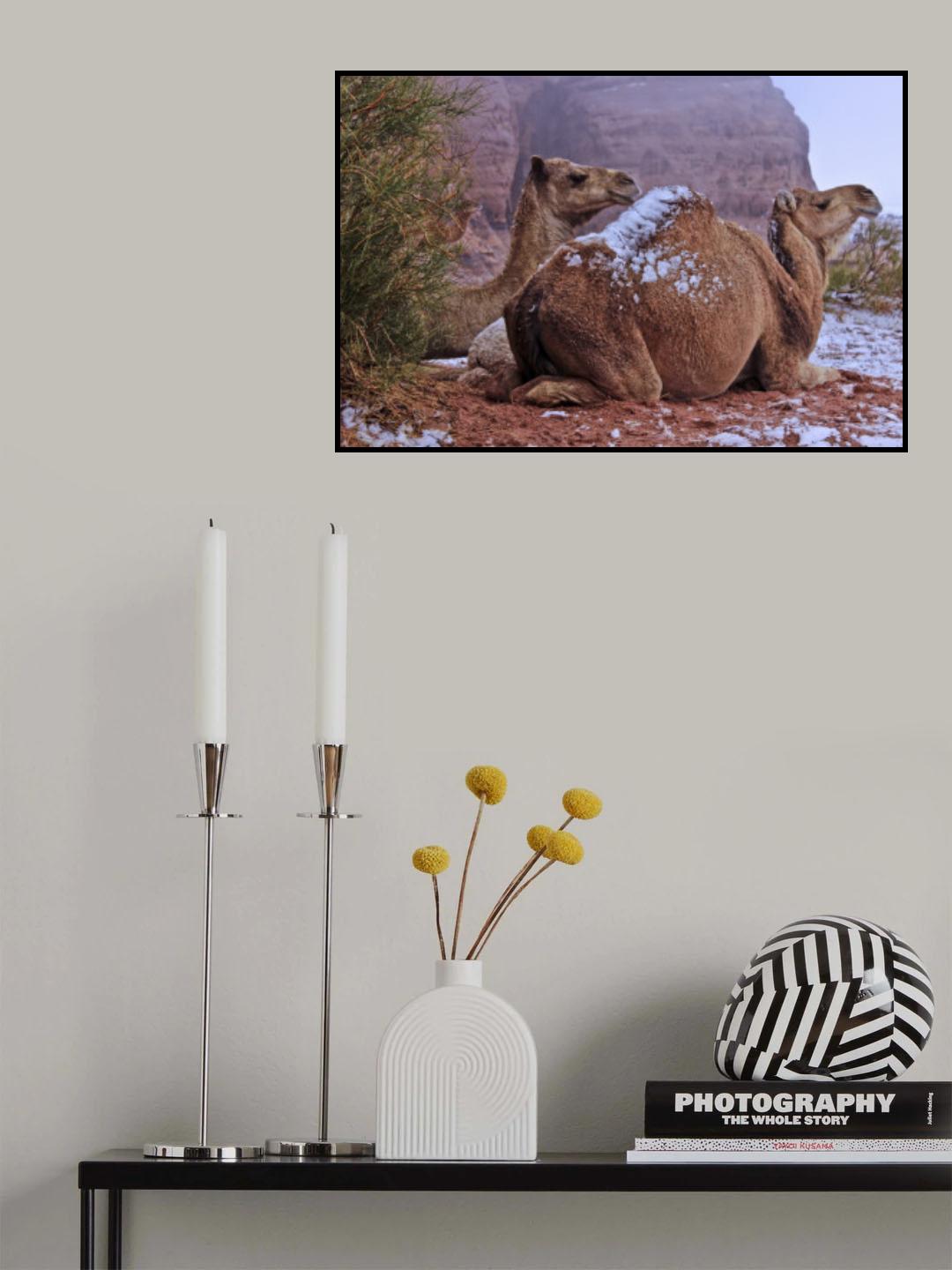 desert camel Poster och Canvastavla