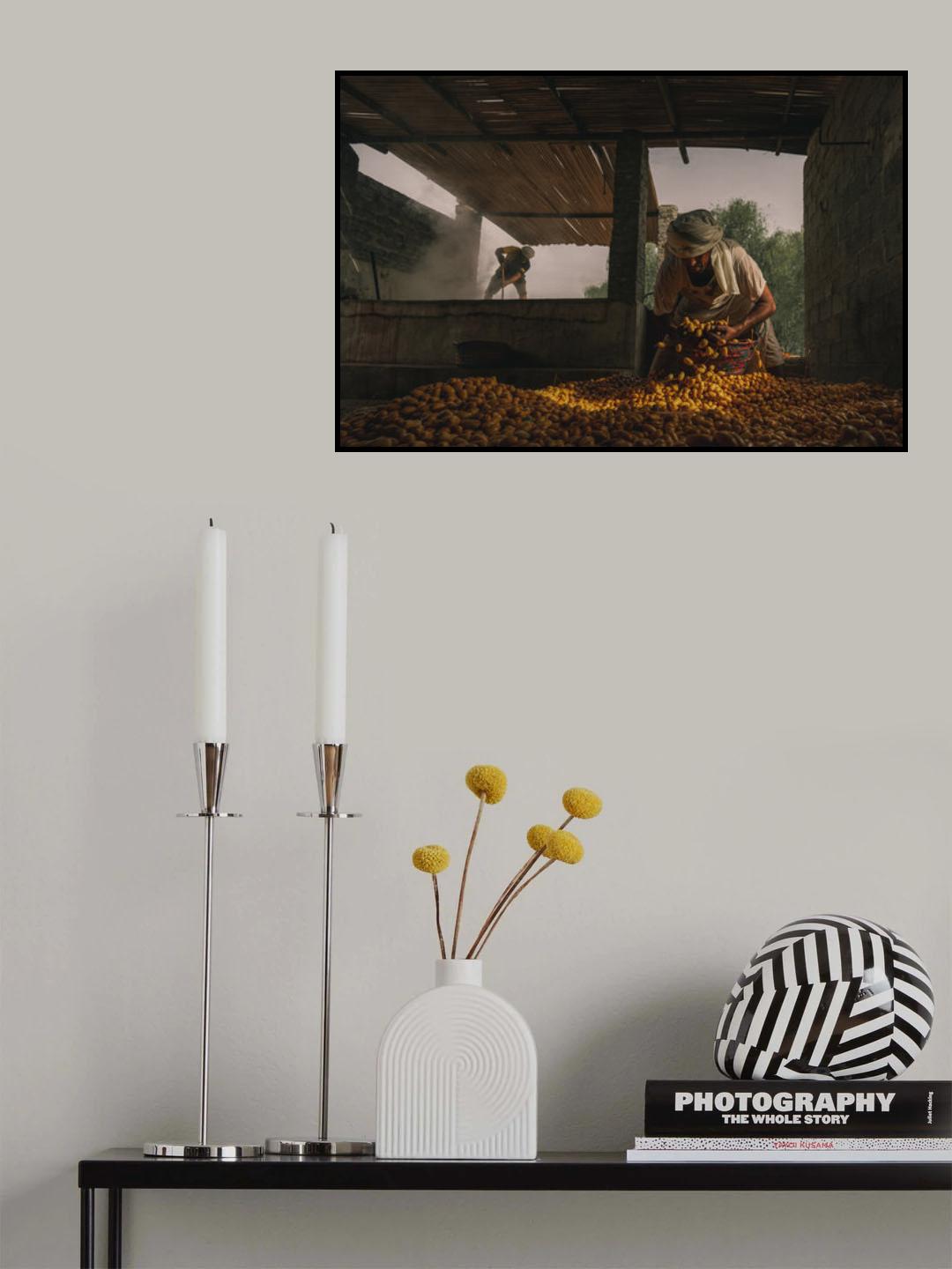 Date Harvest Season Poster och Canvastavla