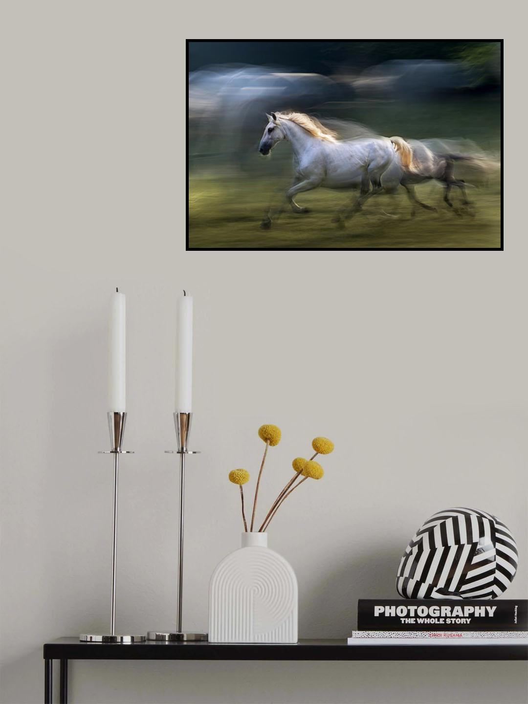 white mare into a gallop Poster och Canvastavla