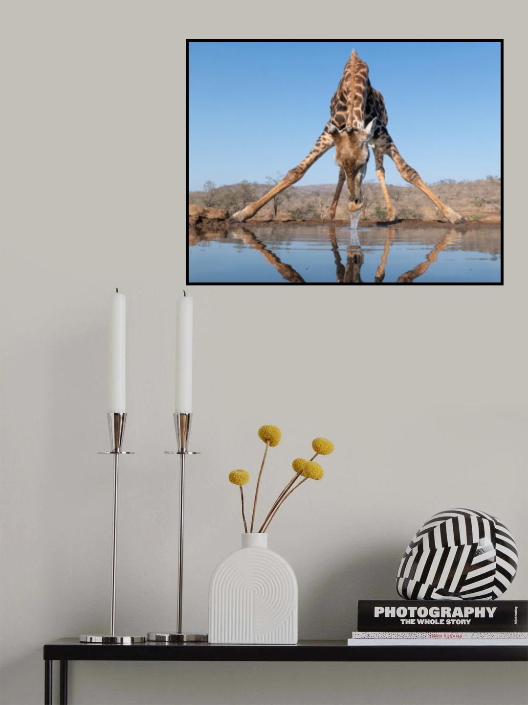 Giraffe drinking water Poster och Canvastavla