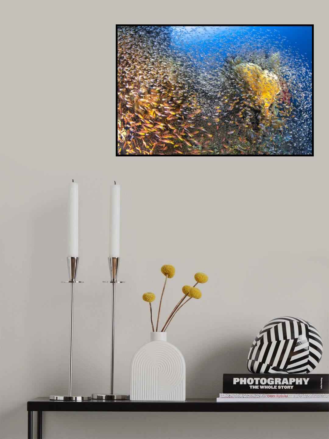 Underwater Life Poster och Canvastavla