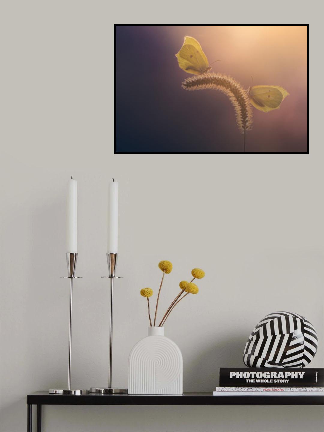 Brimstone Butterflies Poster och Canvastavla