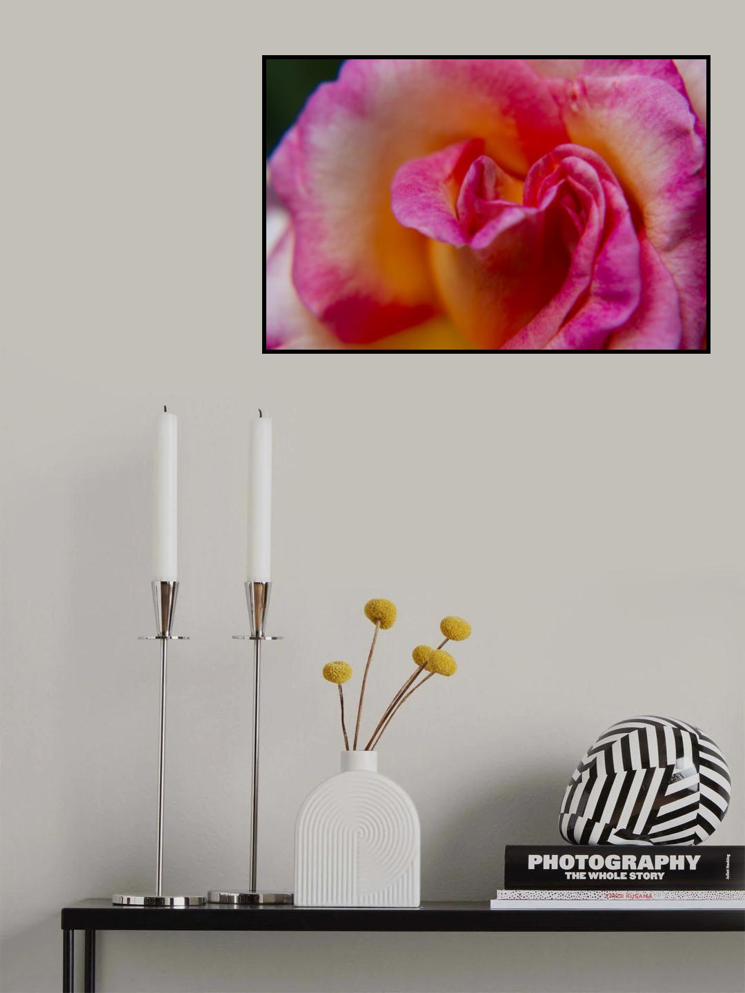 rose close up Poster och Canvastavla