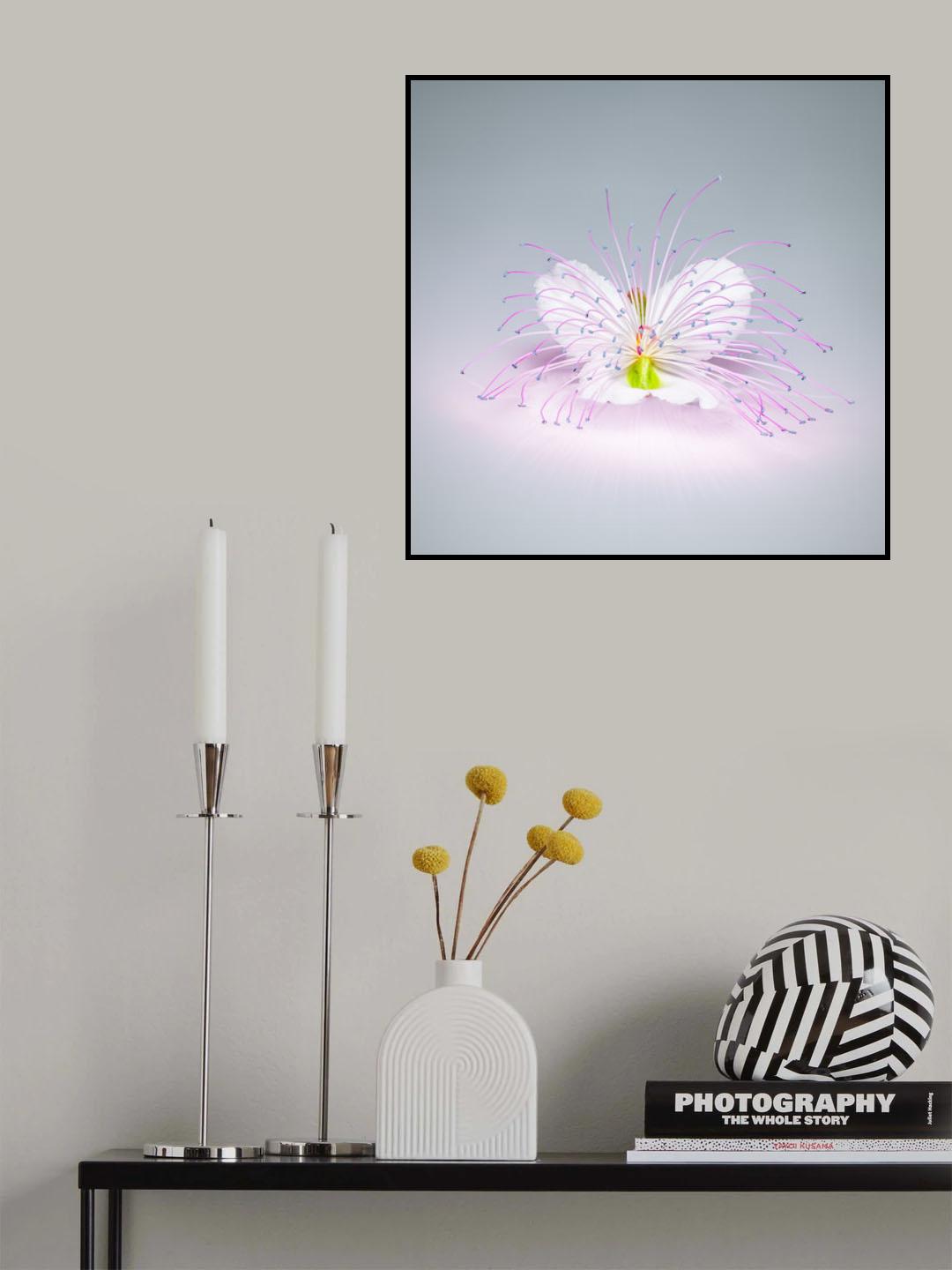 CAPER FLOWER Poster och Canvastavla