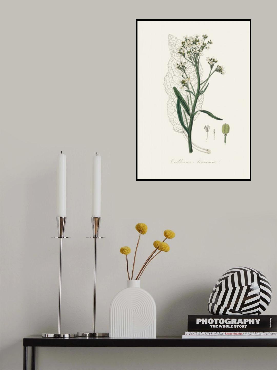 Horseradish (cochlearia Armoracia) Medical Botany Poster och Canvastavla