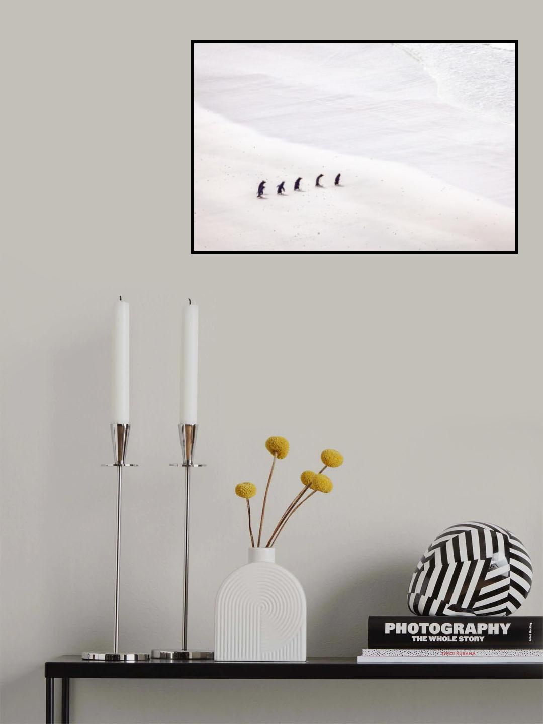 Penguins going to the sea Poster och Canvastavla
