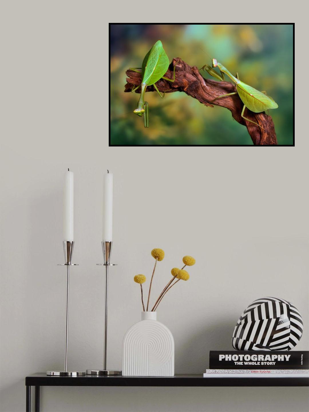 Peruvian leaf mantis Poster och Canvastavla