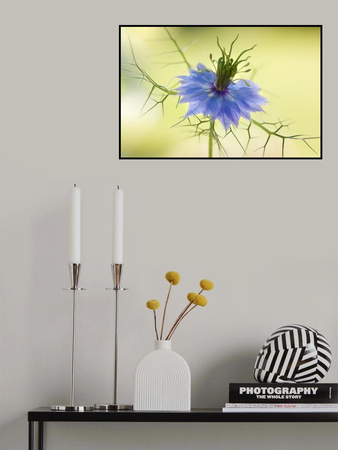Nigella Poster och Canvastavla