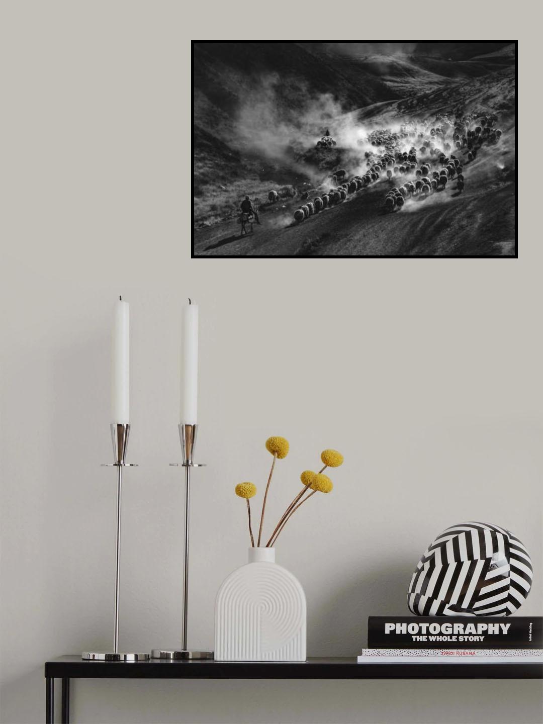 sheep flock Poster och Canvastavla