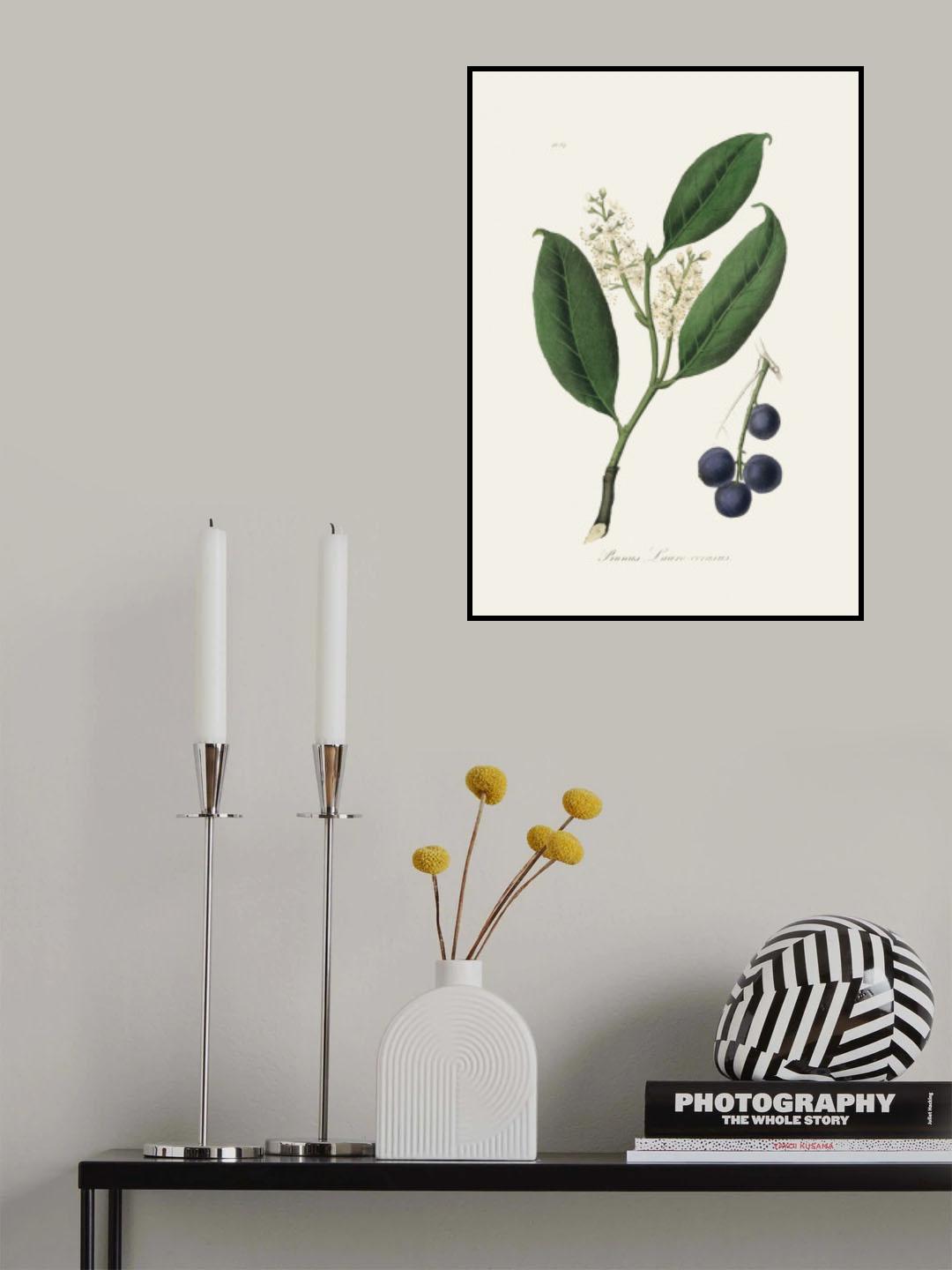 Cherry Laurel (prunus Laurocerasus) Medical Botany Poster och Canvastavla