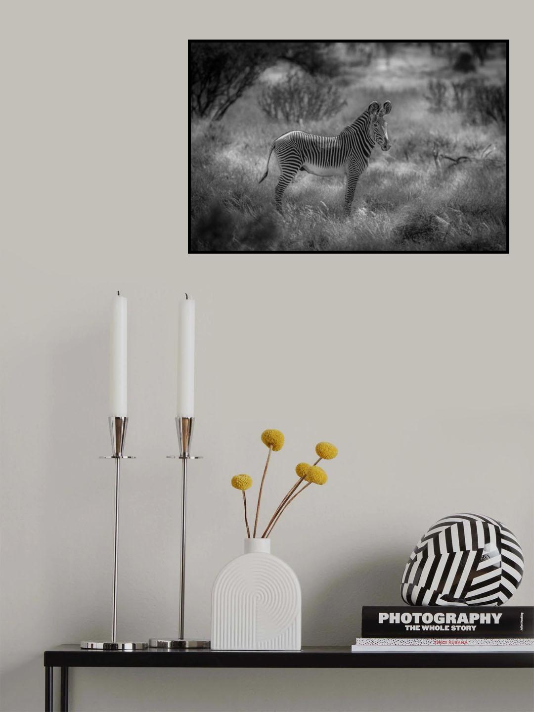 The endangered Grevy Zebra Poster och Canvastavla