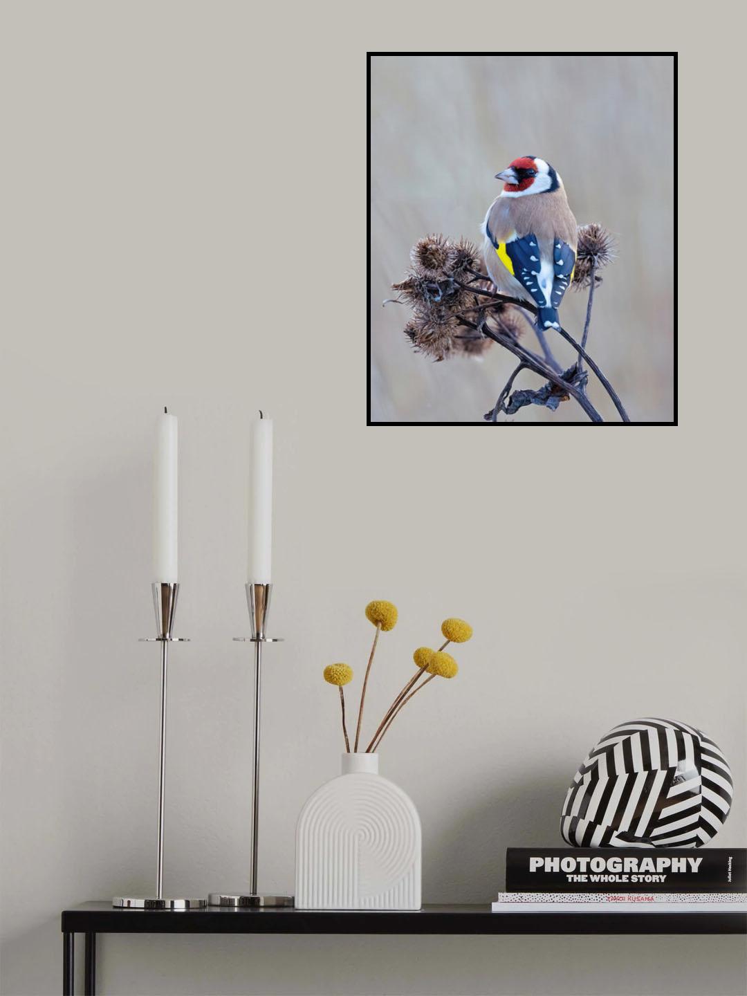 European goldfinch Poster och Canvastavla