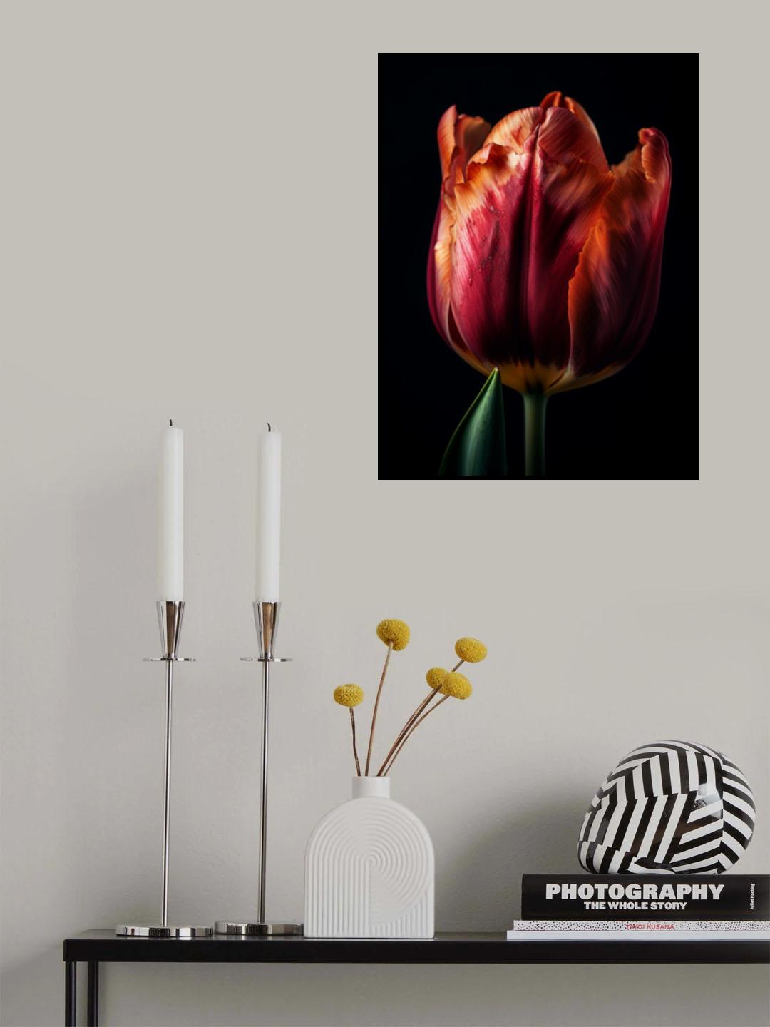 Close Up Tulip 1 Poster och Canvastavla