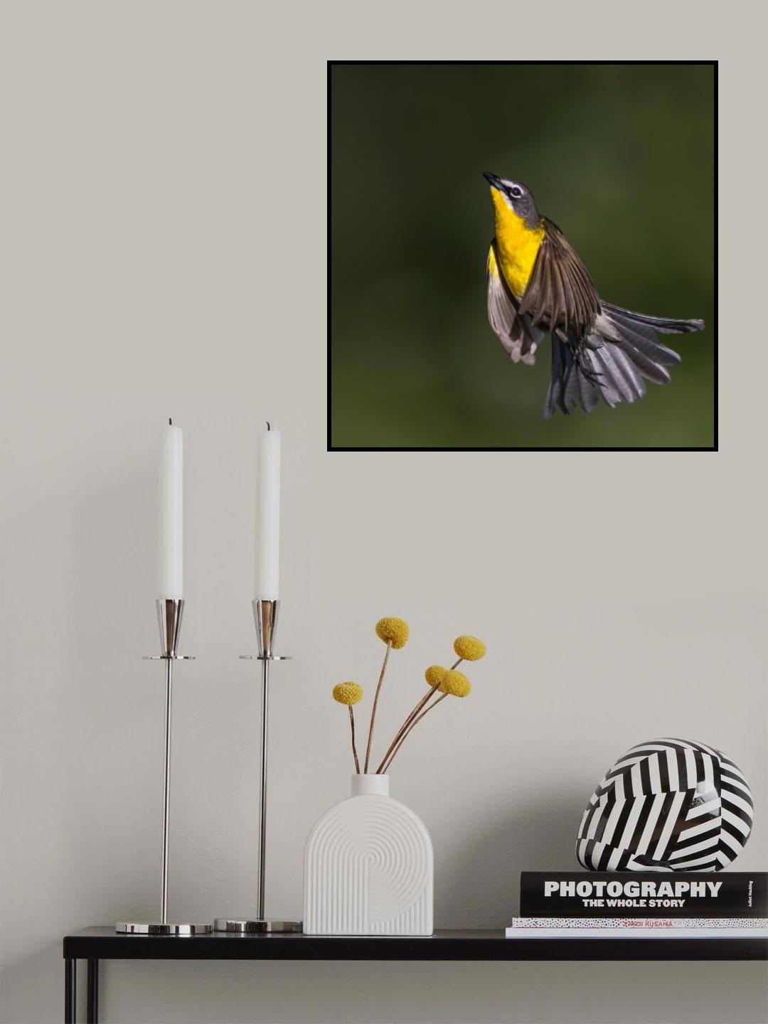 Yellow-breasted Chat Poster och Canvastavla