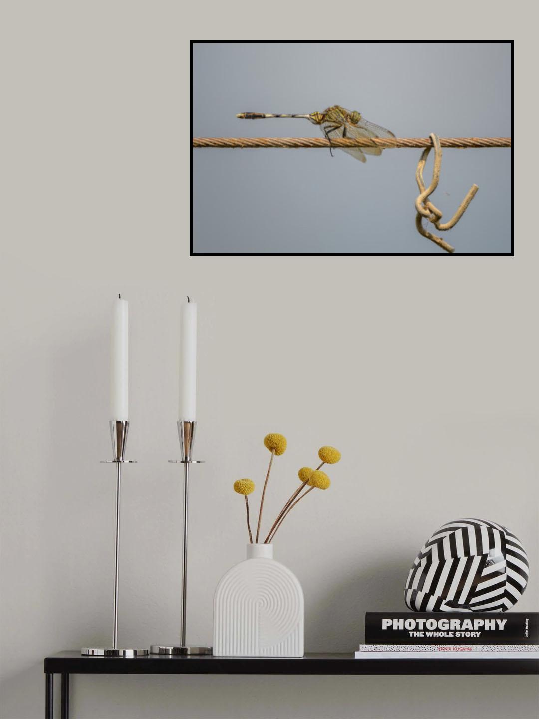 Dragonfly on a wire Poster och Canvastavla
