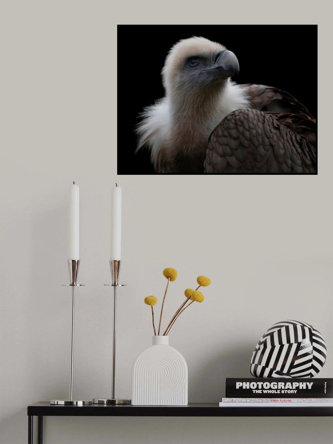 Gyps Fulvus - Griffon Vulture Poster och Canvastavla