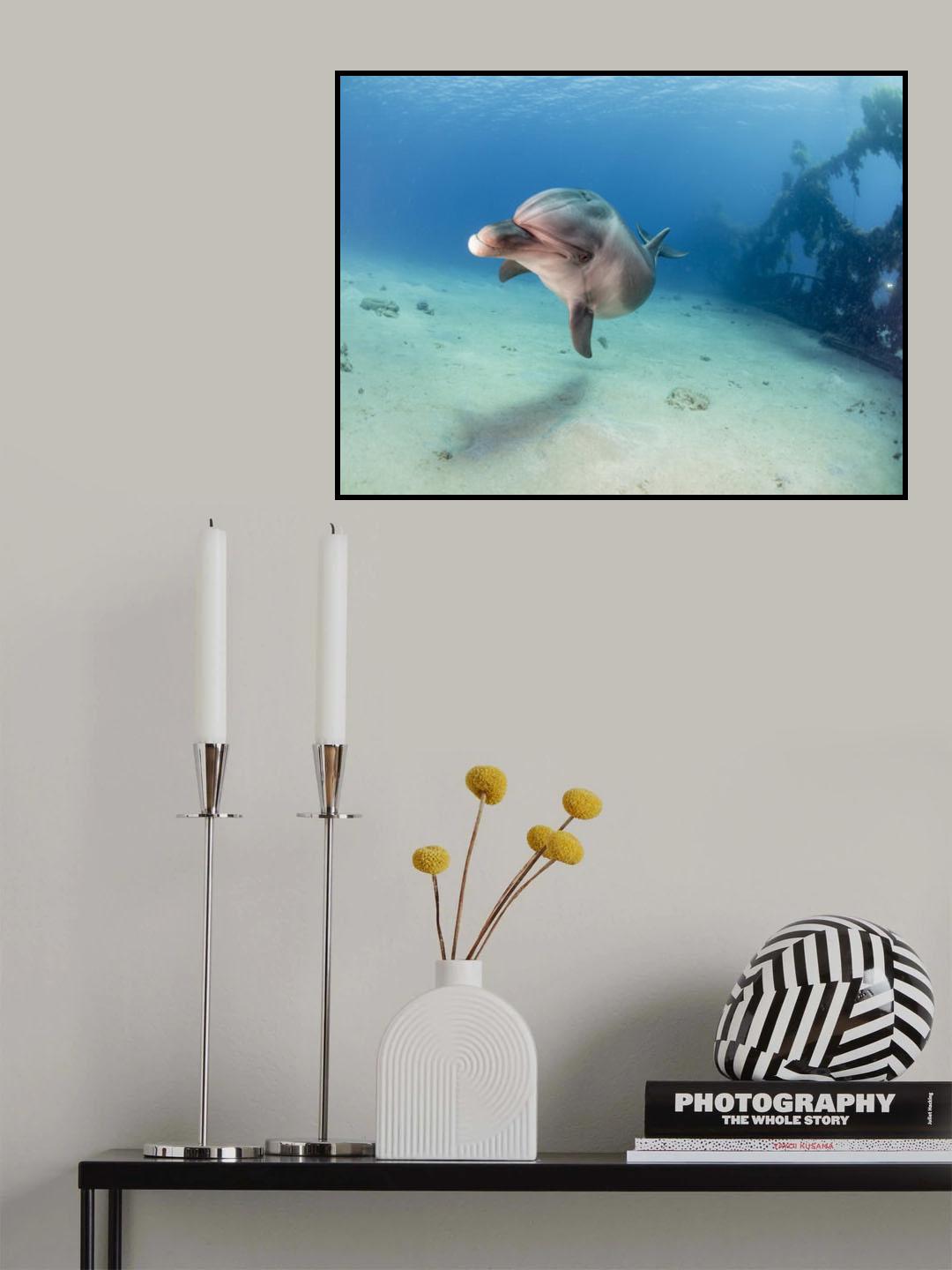 Dolphin Poster och Canvastavla