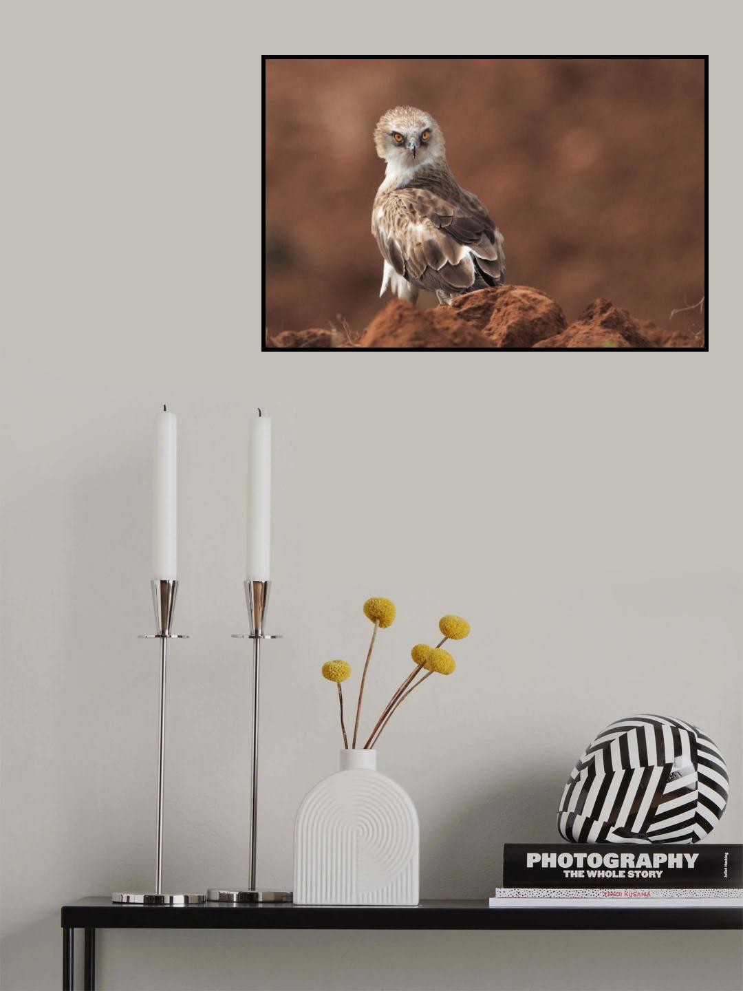 Short-Toed Eagle Poster och Canvastavla