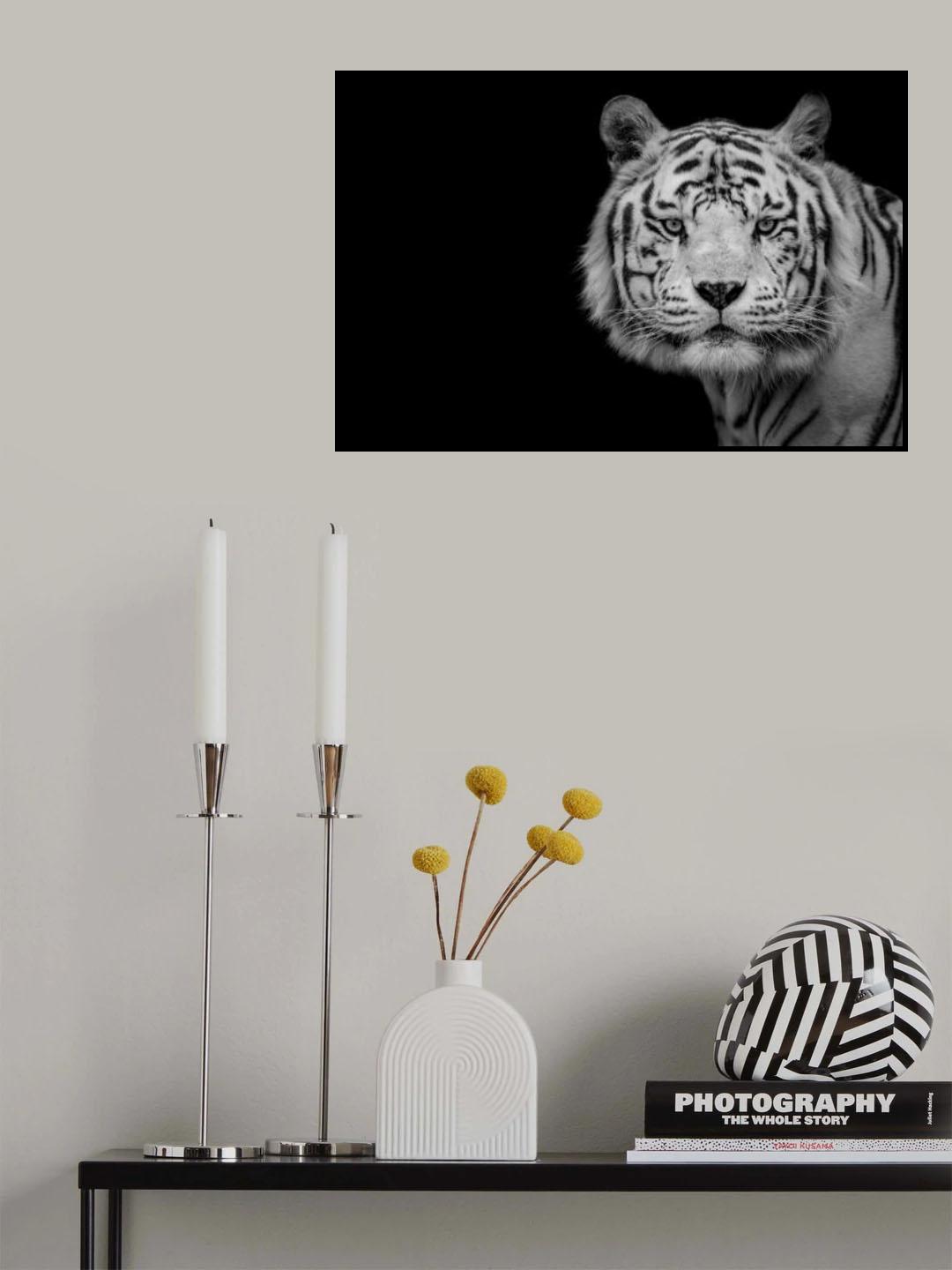 Bengal White Tiger Poster och Canvastavla