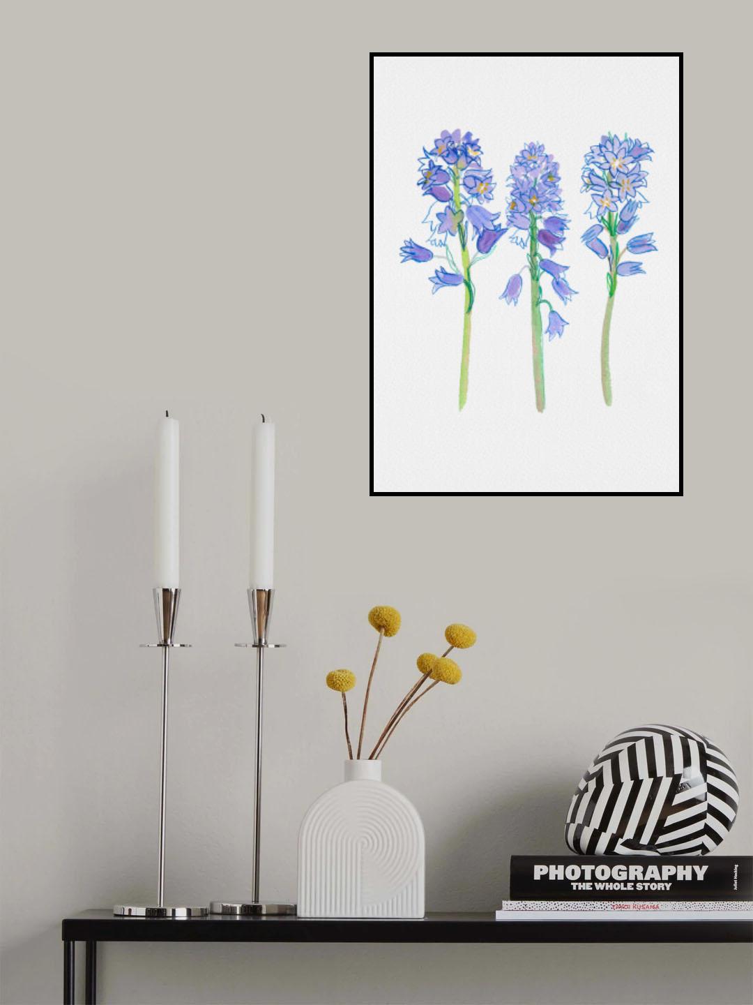 Spanish bluebell or Hyacinthoides hispanica botanical illustration Poster och Canvastavla