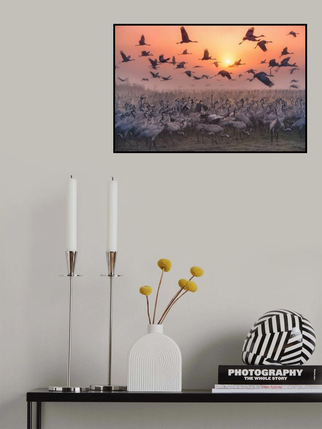 "Cranes at sunrise" series Poster och Canvastavla
