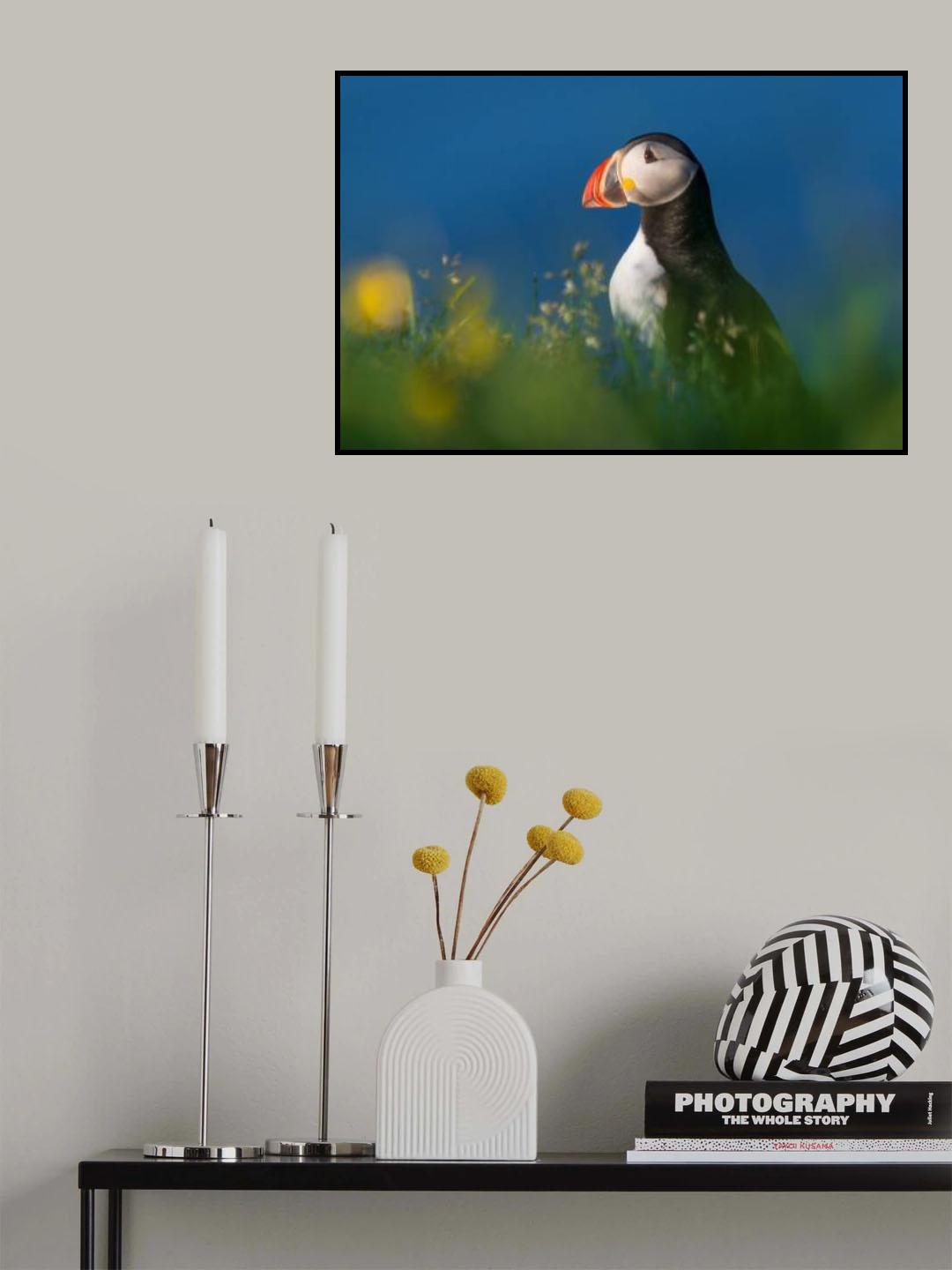 Iceland Puffins Poster och Canvastavla