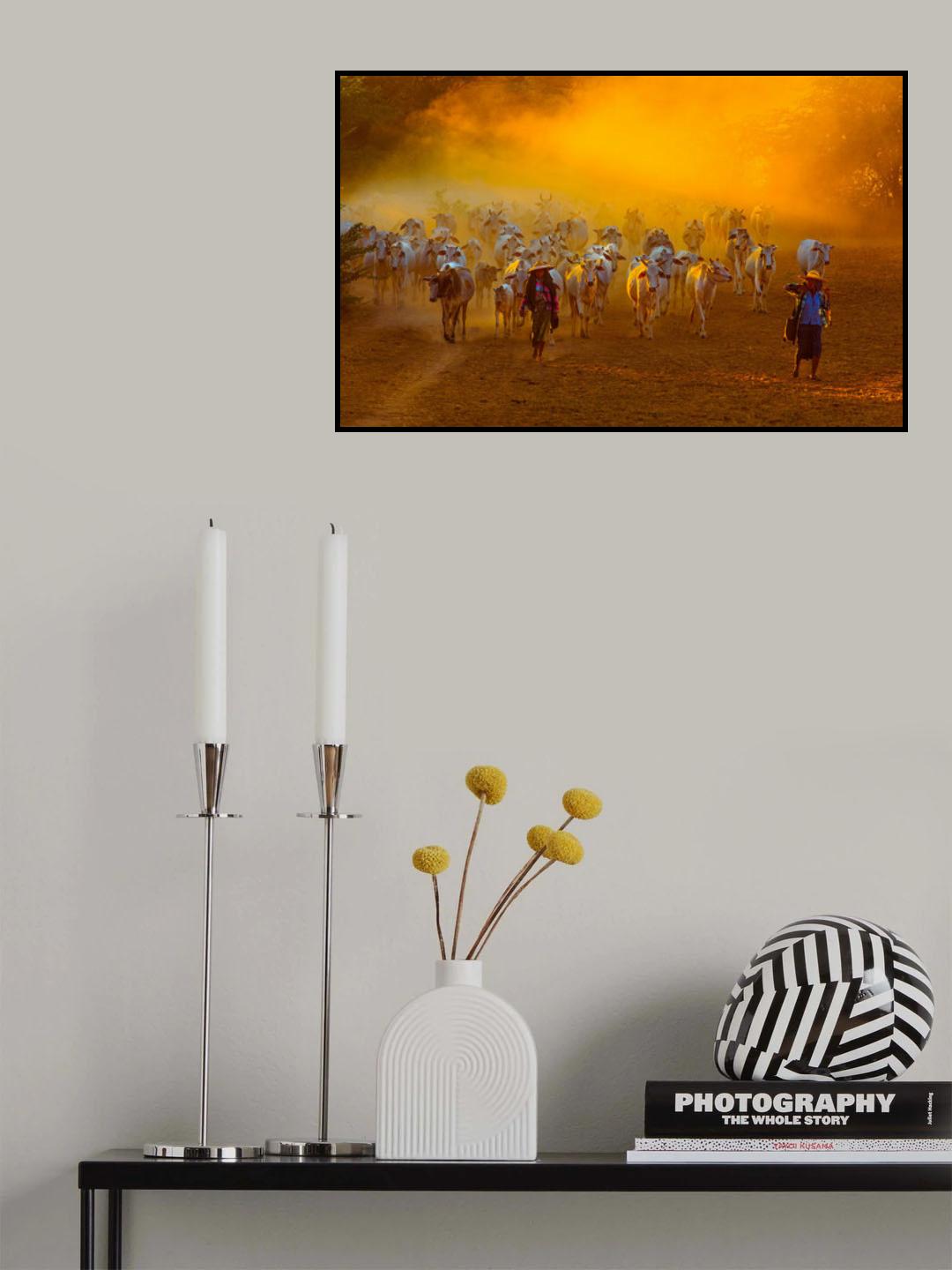 Herd of Cattle Poster och Canvastavla
