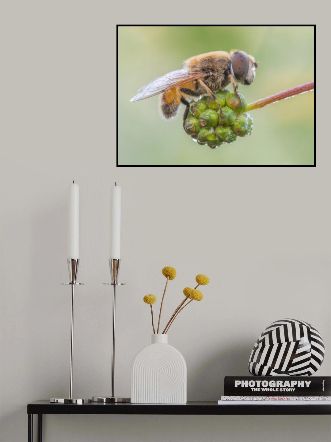 Eristalis Arbustorum (Male) Poster och Canvastavla