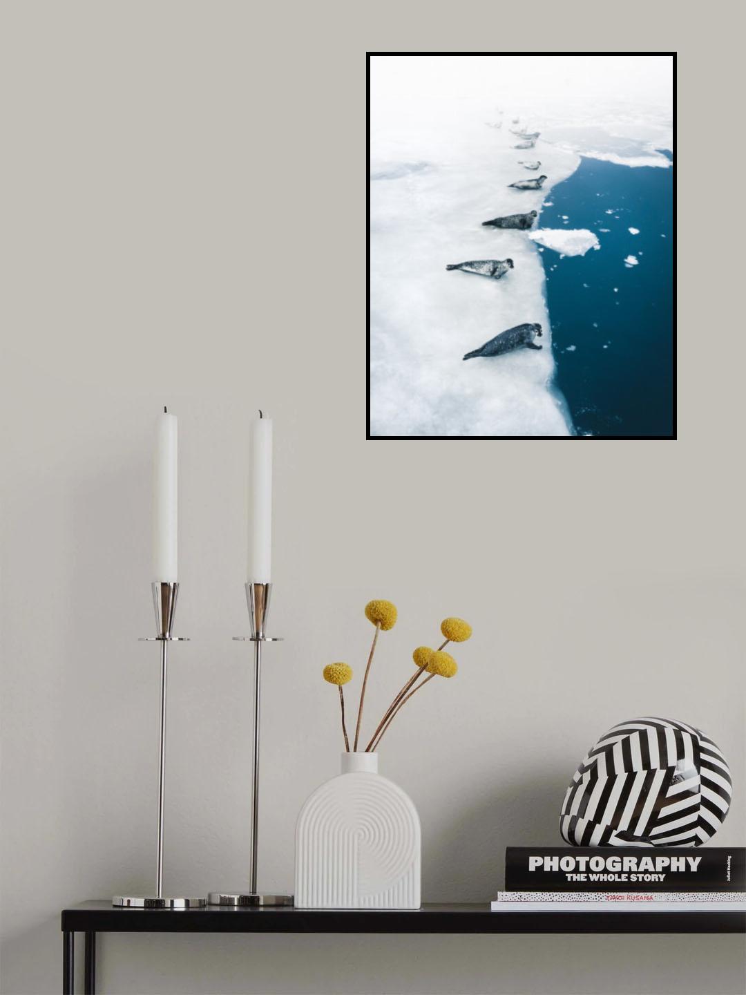 Seal gang Poster och Canvastavla