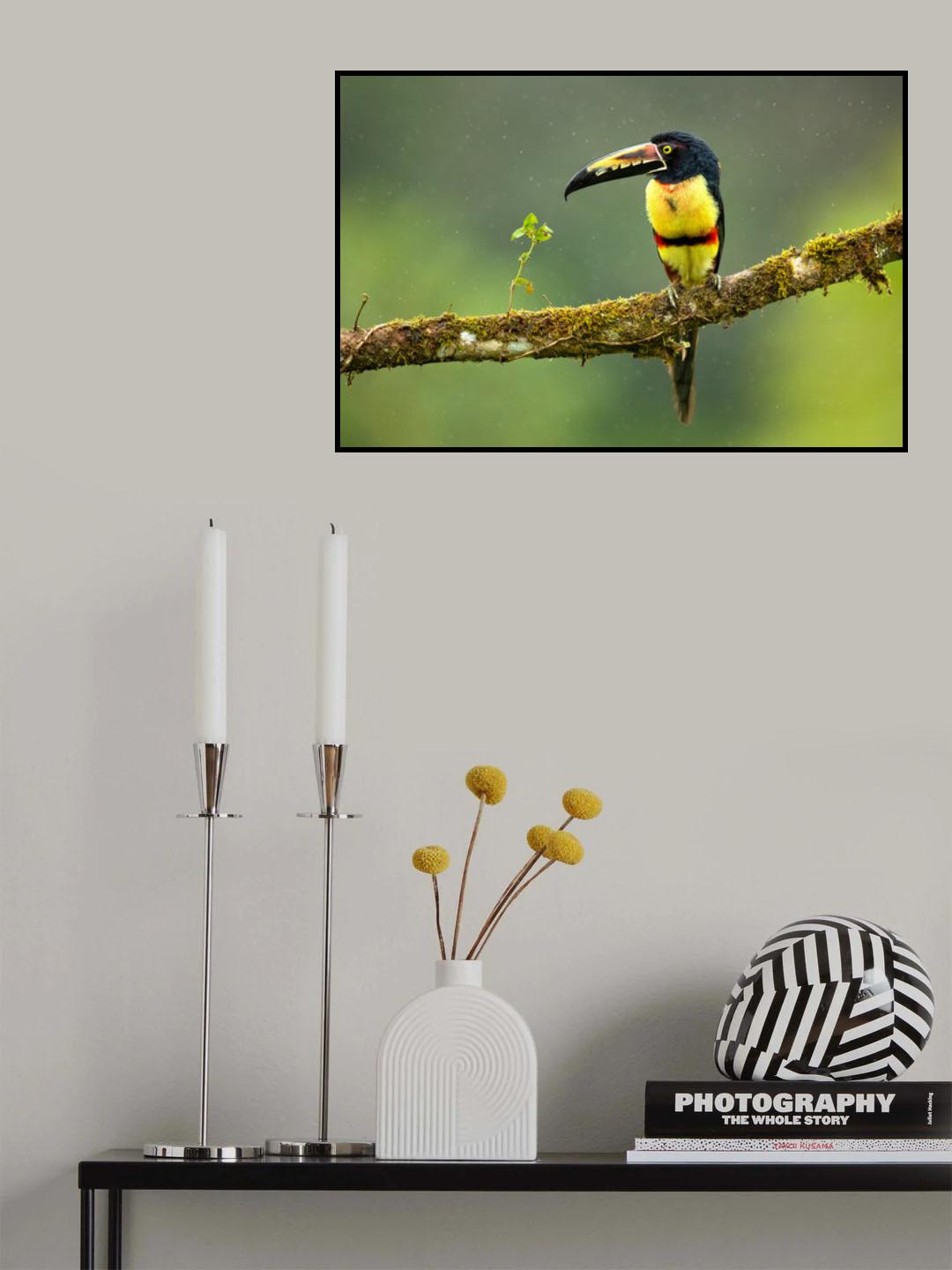 Collared Aracari Poster och Canvastavla