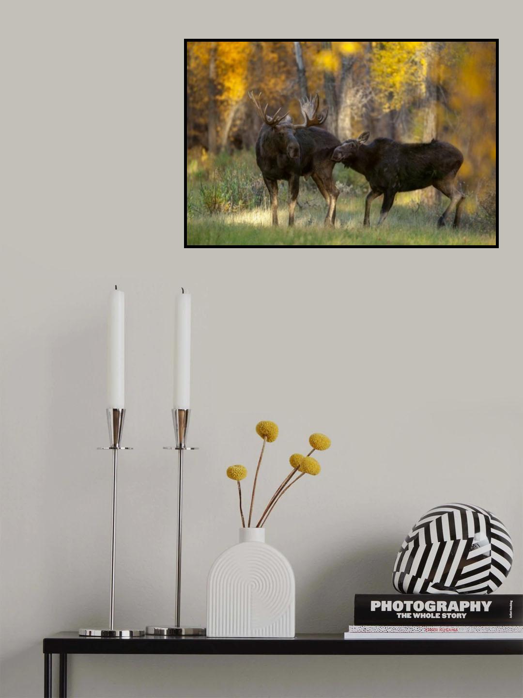 Moose Love Poster och Canvastavla