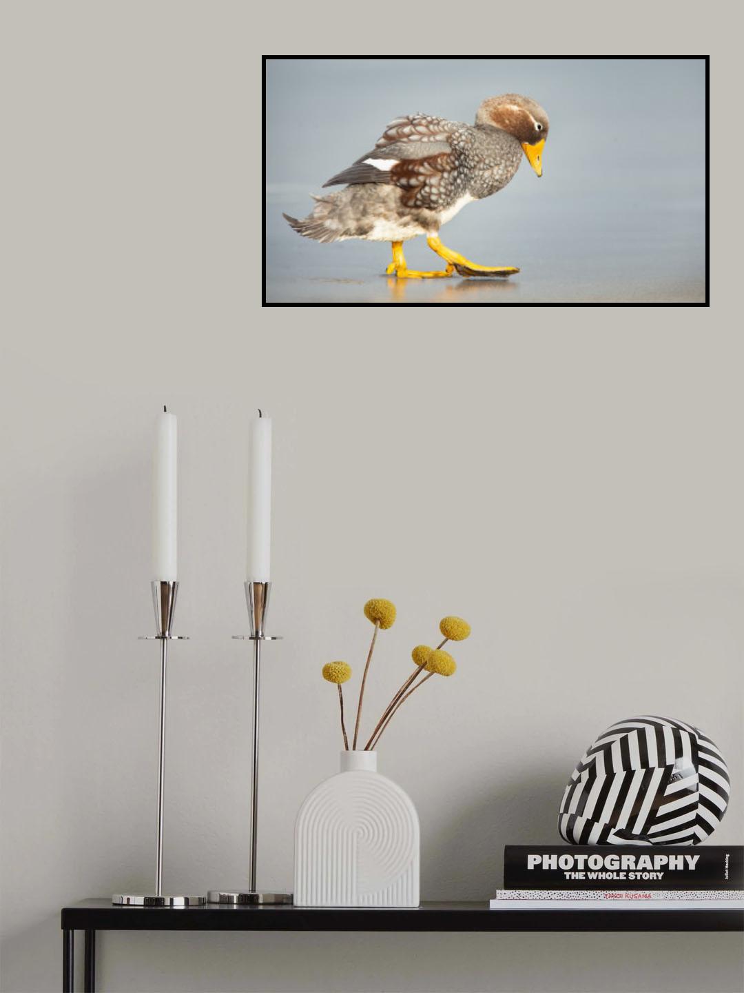Flying steamer-duck Poster och Canvastavla