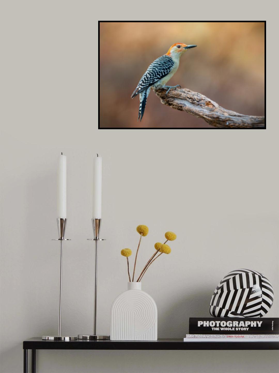Red Bellied Woodpecker Poster och Canvastavla