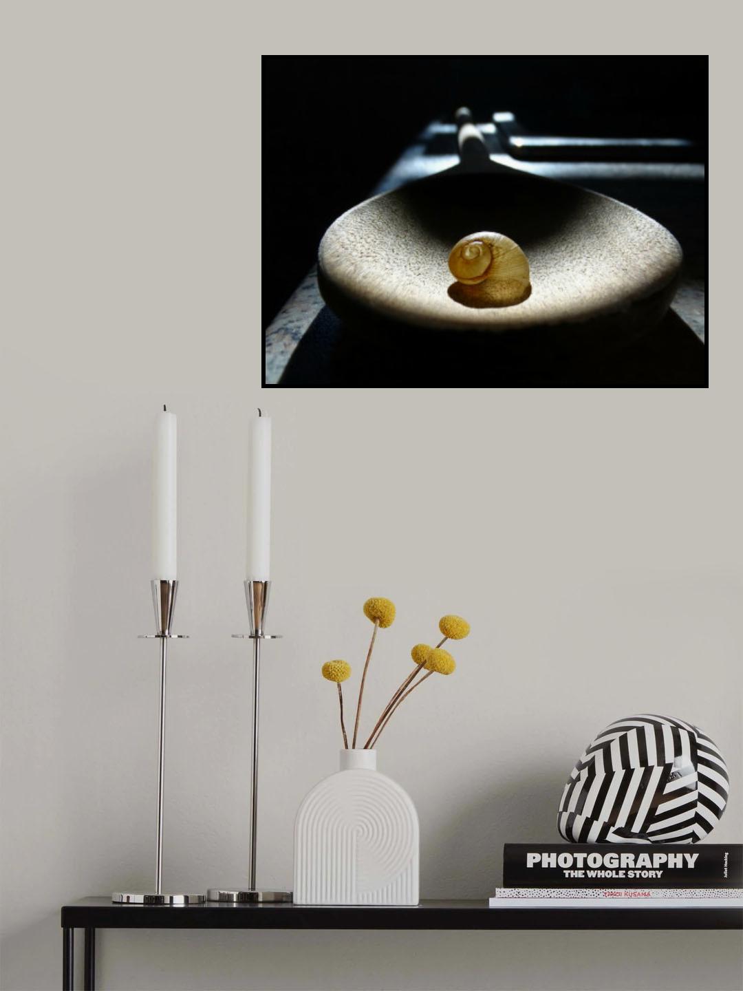 Snail Shell Poster och Canvastavla
