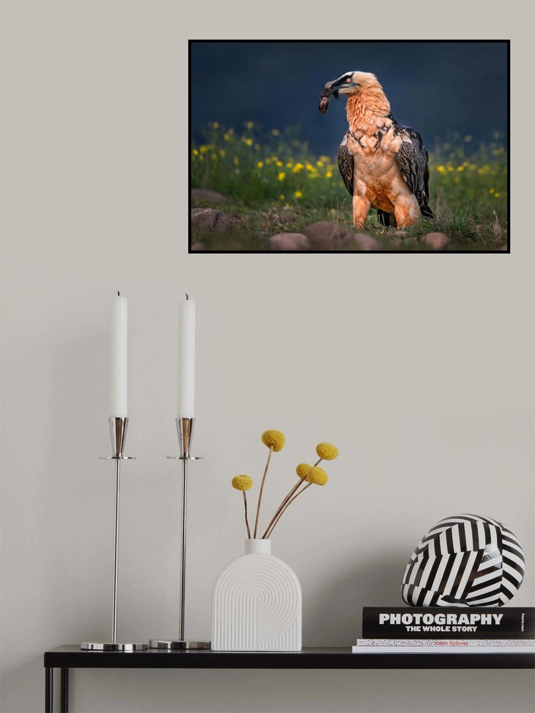 Bearded vulture close up Poster och Canvastavla
