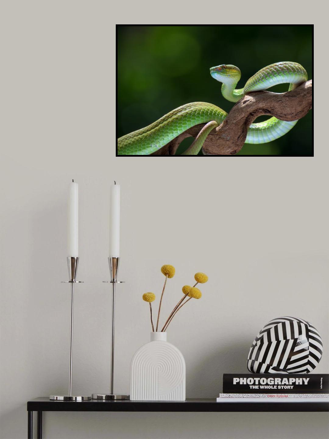 The white-lipped pit viper Poster och Canvastavla