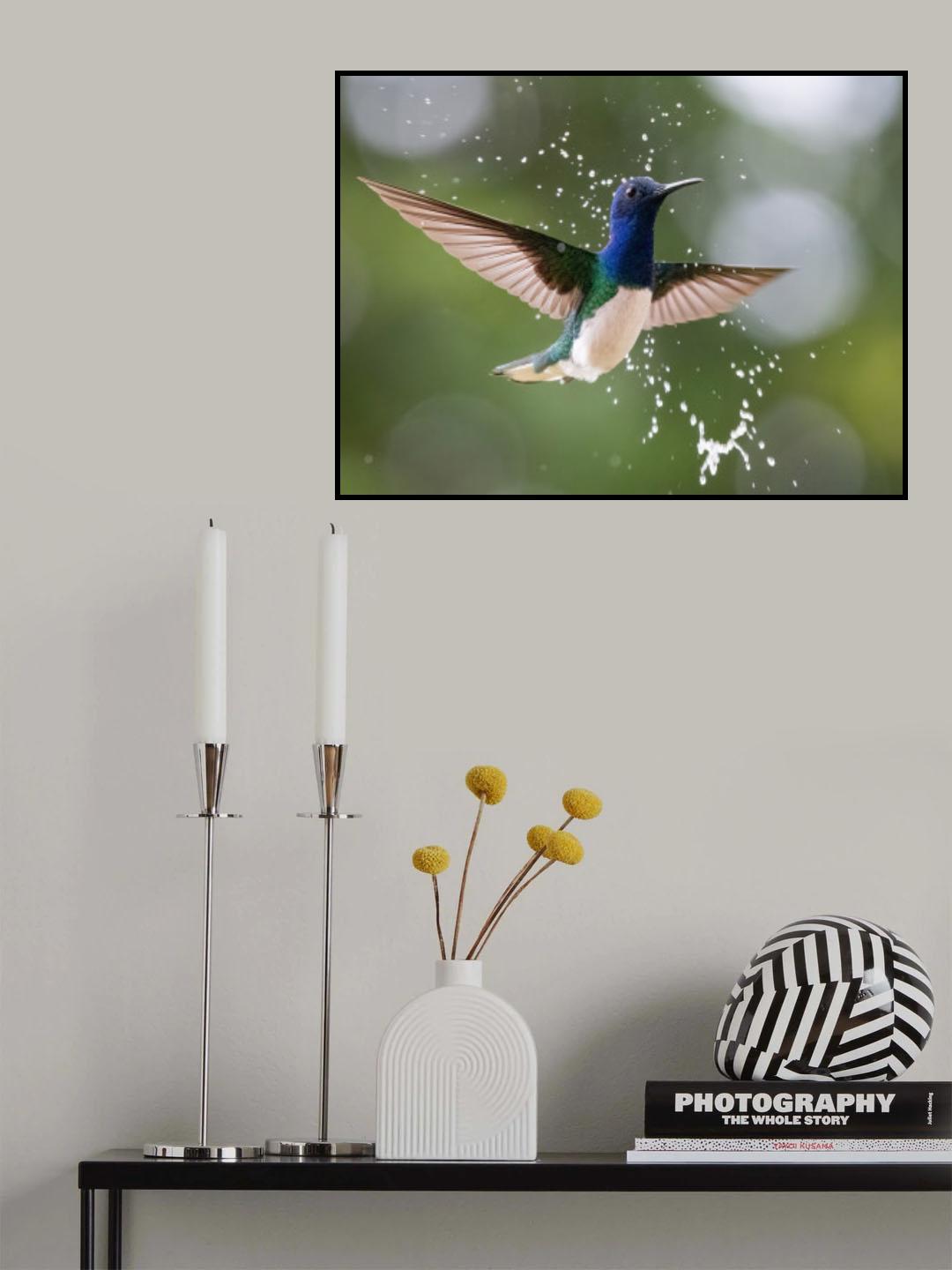White-necked Jacobin in the rain. Poster och Canvastavla